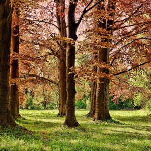 11月のお休みのお知らせ2025